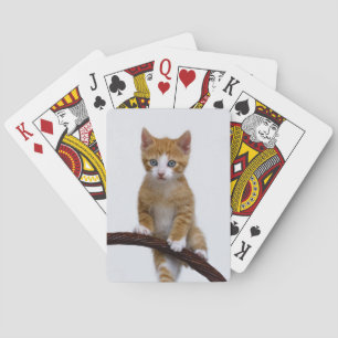 Cute Baby Cat Kitten Play Funny Gym Photo - Spelkort