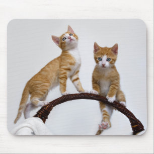 Cute Baby Cats Kittens Funny Gym Photo Musmatta