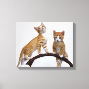 Cute Baby Cats Kittens Funny Gym Photo - Wrapped Canvastryck