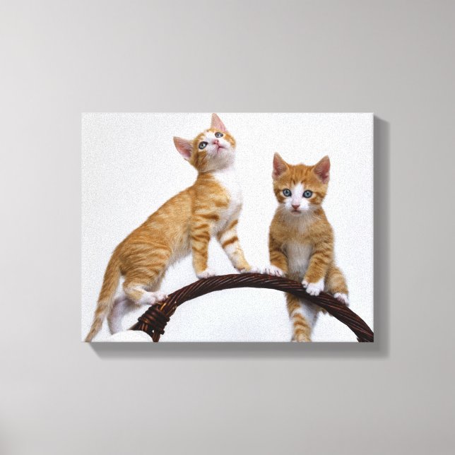 Cute Baby Cats Kittens Funny Gym Photo - Wrapped Canvastryck (Framsida)