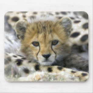 Cute Baby Cheetah Musmatta