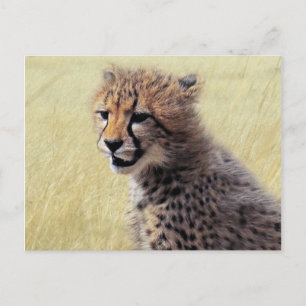 Cute baby Cheetah Unge Vykort