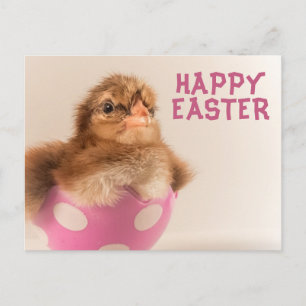 Cute Baby Chick i Påskägg Helg Vykort