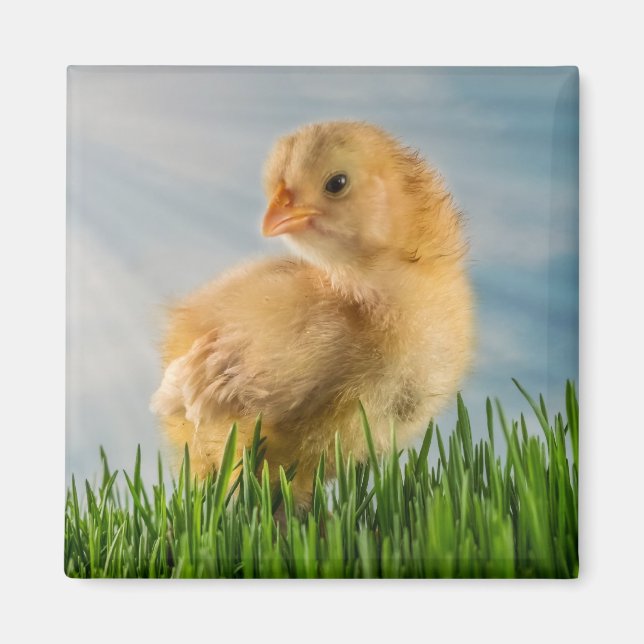 Cute Baby Chick in Grass with Sunbeam Photo Magnet (Framsidan)