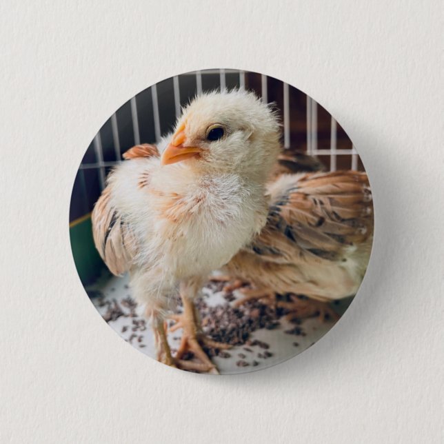 Cute Baby Chick Round Button Knapp (Framsida)