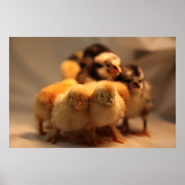 Cute Baby-Chickar Poster (Framsidan)