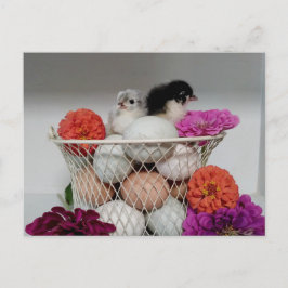 Cute Baby Chickens vykort