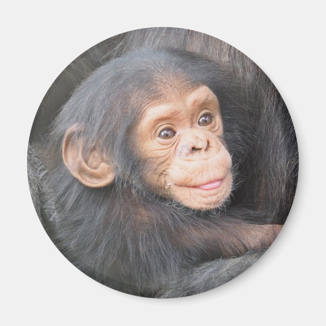 Cute Baby Chimpanzee Photo Magnet (Framsidan)