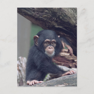 cute baby Chimpanzee Vykort