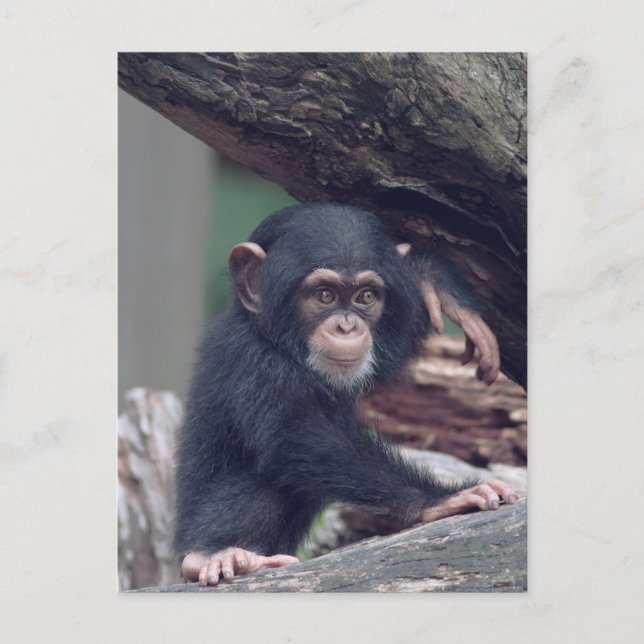 cute baby Chimpanzee Vykort (Framsida)