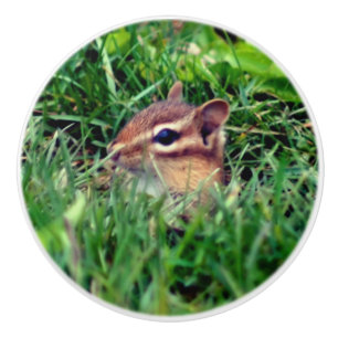 Cute Baby Chipmunk Peeking Wildlife   Knopp