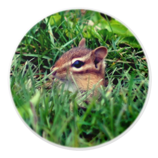 Cute Baby Chipmunk Peeking Wildlife   Knopp (Framsidan)
