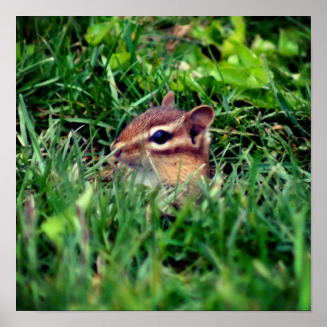 Cute Baby Chipmunk Peeking Wildlife Poster (Framsidan)