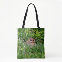 Cute Baby Chipmunk Wildlife Animal