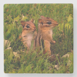 Cute Baby Chipmunks Animal Art Underlägg Sten