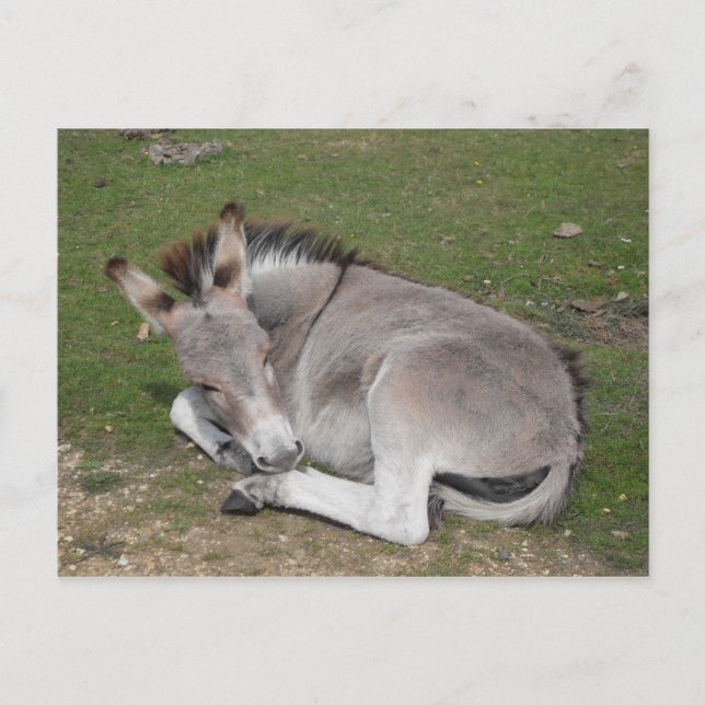 Cute baby donkey folie med vykort (Framsida)