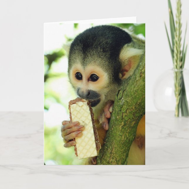 Cute Baby-ekorre Monkey Eting a Wafer Biscuit Kort (Framsida)