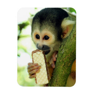 Cute Baby-ekorre Monkey Eting a Wafer Biscuit Magnet