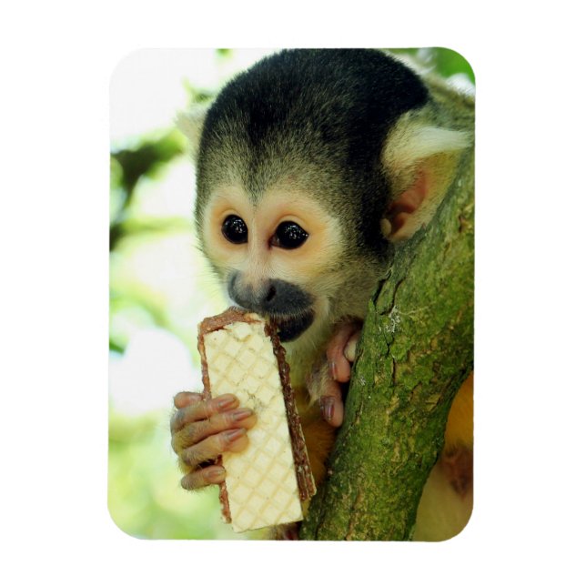 Cute Baby-ekorre Monkey Eting a Wafer Biscuit Magnet (Vertikal)