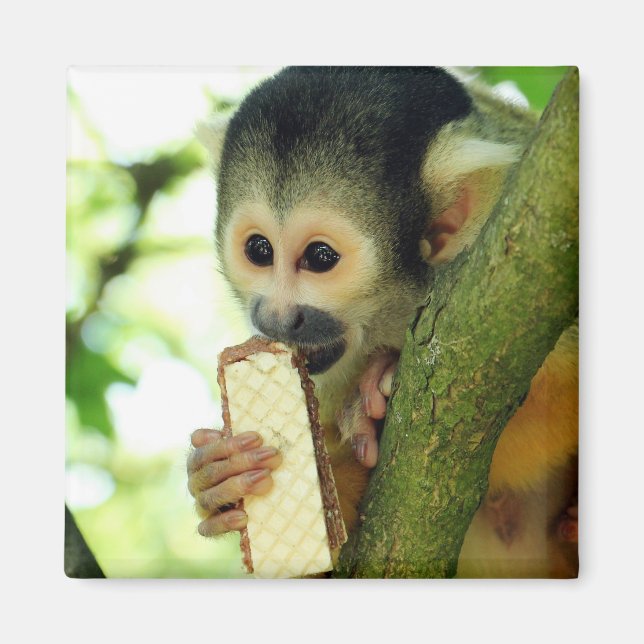 Cute Baby-ekorre Monkey Eting a Wafer Biscuit Magnet (Framsidan)