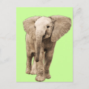 Cute Baby Elephant Vykort