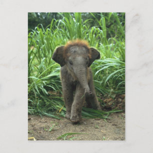Cute Baby Elephant Vykort