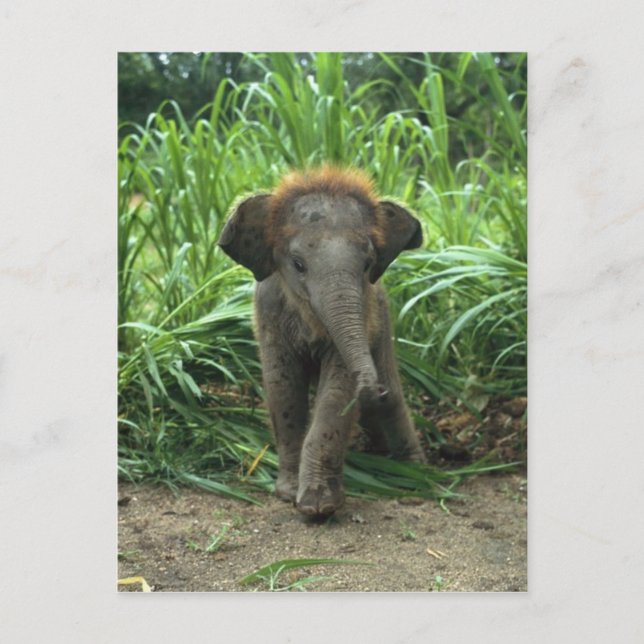 Cute Baby Elephant Vykort (Framsida)
