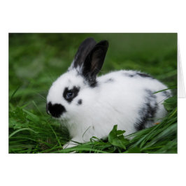 Cute Baby English Bunny Rabbit - Baby djur Hälsningskort