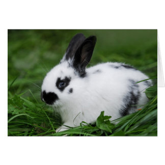 Cute Baby English Bunny Rabbit - Baby djur Hälsningskort