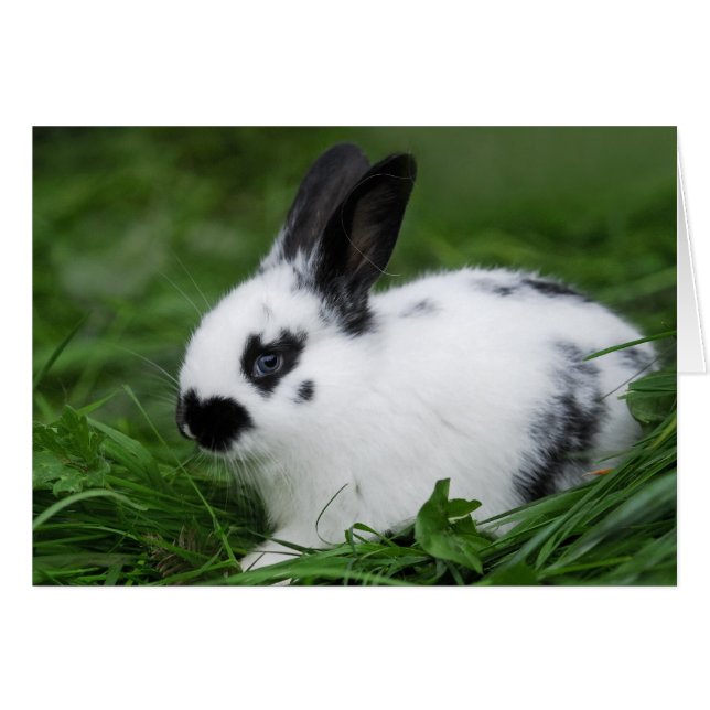 Cute Baby English Bunny Rabbit - Baby djur Hälsningskort (Framsidan Horizontal)