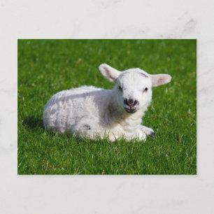 Cute baby får ljugande gräs vykort