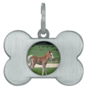 Cute Baby Foal Destiny ger Springtime Adsible ID-bricka Husdjur