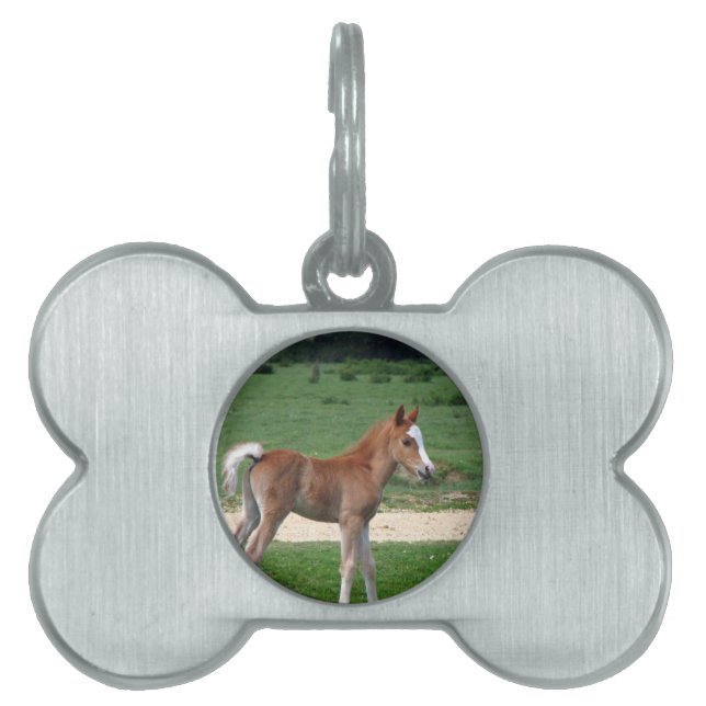 Cute Baby Foal Destiny ger Springtime Adsible ID-bricka Husdjur (Framsidan)