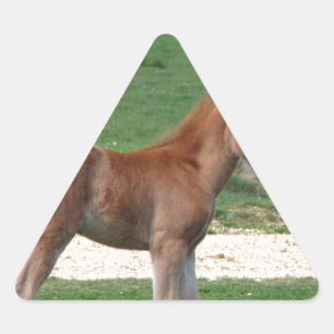 Cute Baby Foal Destiny ger Springtime Adsible Triangelformat Klistermärke