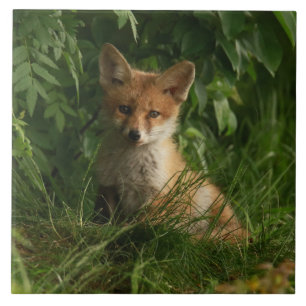 Cute Baby Fox i en Grönt Forest Kakelplatta