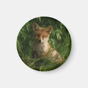 Cute Baby Fox i en Grönt Forest Magnet