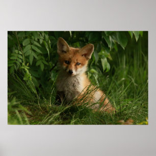 Cute Baby Fox i en Grönt Forest Poster
