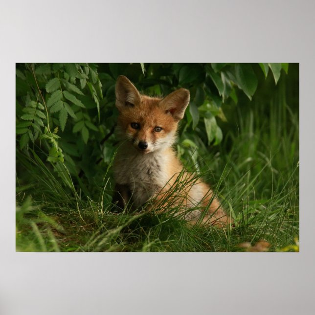 Cute Baby Fox i en Grönt Forest Poster (Framsidan)