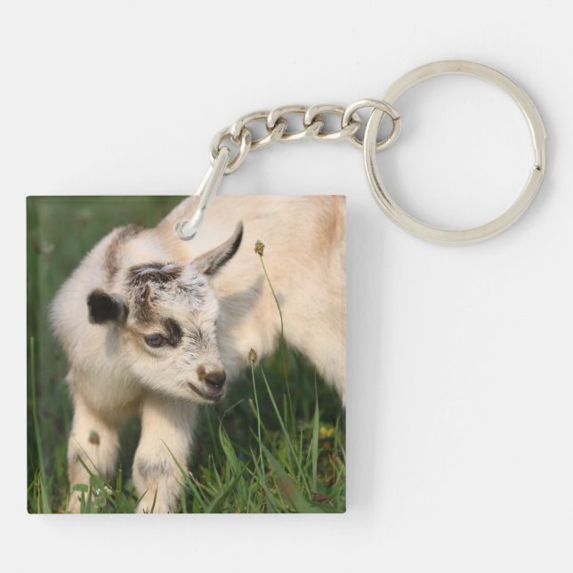 Cute Baby goat (Baksidan)