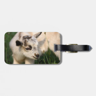 Cute Baby goat Bagagebricka