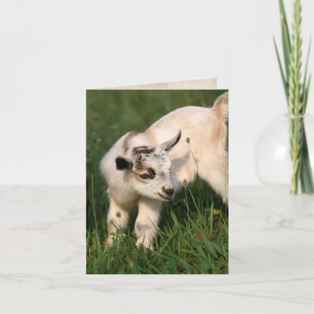 Cute Baby goat Kort (Framsida)