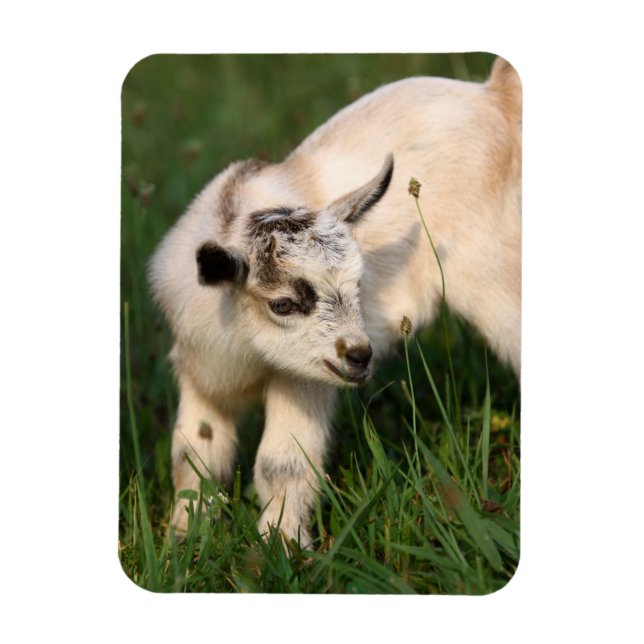 Cute Baby Goat Magnet (Vertikal)