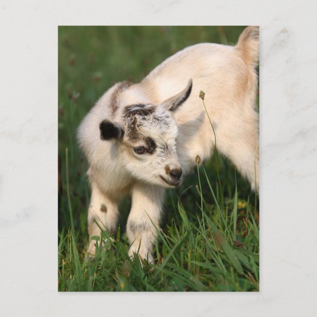 Cute Baby Goat Vykort (Framsida)
