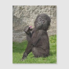 Cute Baby Gorilla