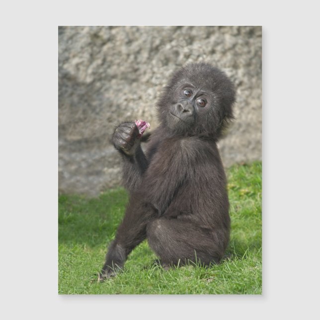Cute Baby Gorilla (Framsida)