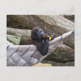 Cute baby gorilla äter och tittar på dig vykort