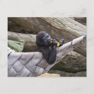 Cute baby gorilla äter och tittar på dig vykort