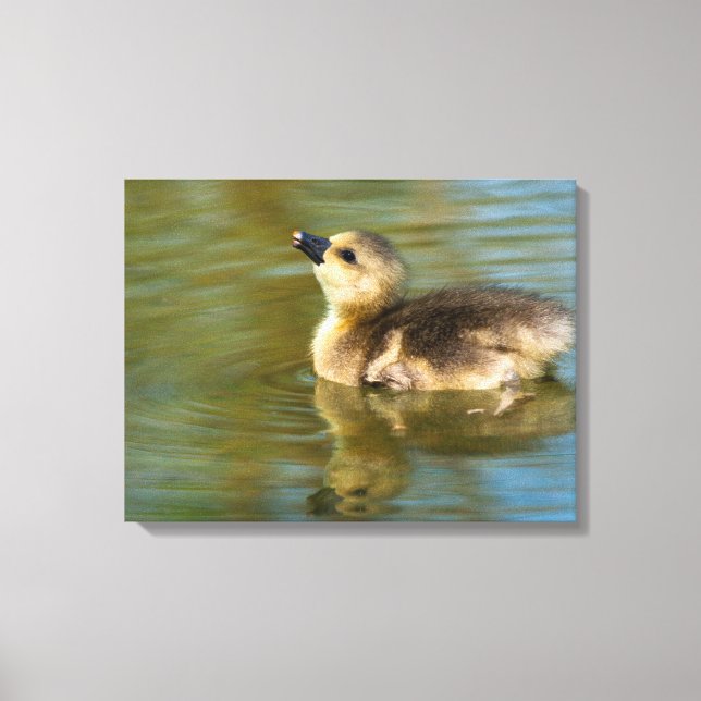 Cute baby greylag goose canvastryck (Framsida)