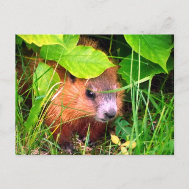 Cute Baby Groundhog Marmotte Marmot Kanada Vykort (Framsida)