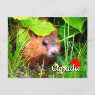 Cute Baby Groundhog Marmotte Marmot Kanada Vykort